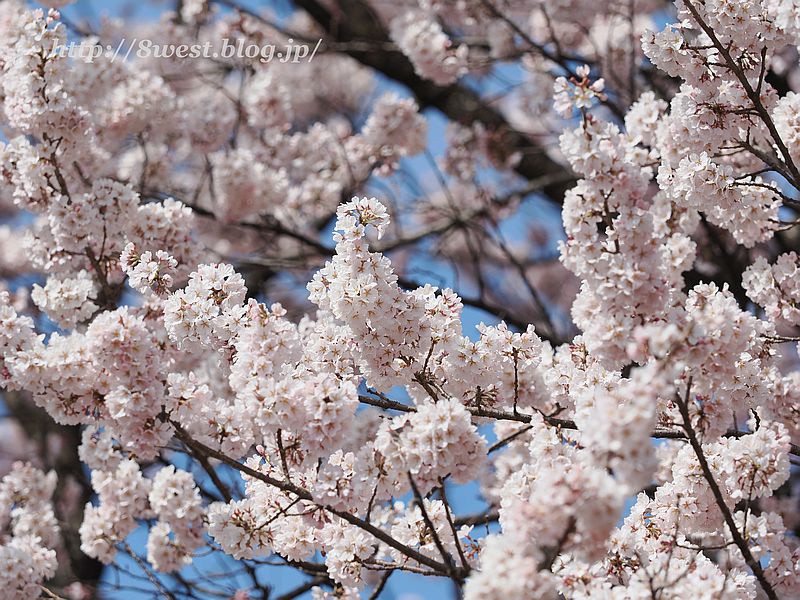 神代桜07