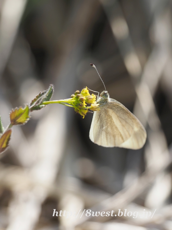 ヒメシロチョウ01
