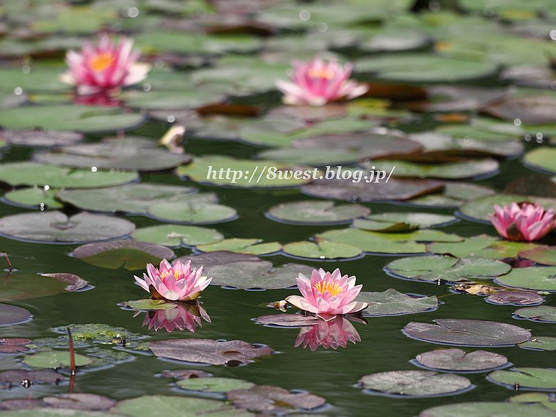 睡蓮25