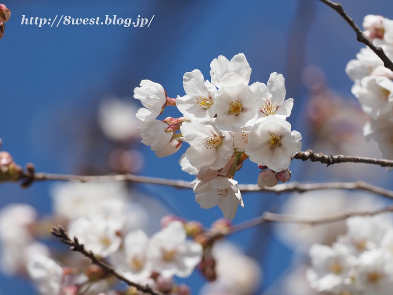 桜08