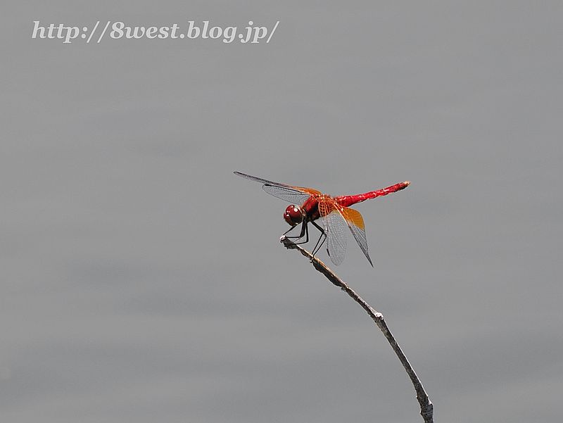 ショウジョウトンボ2
