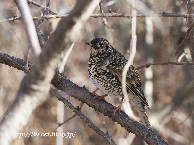 トラツグミ1