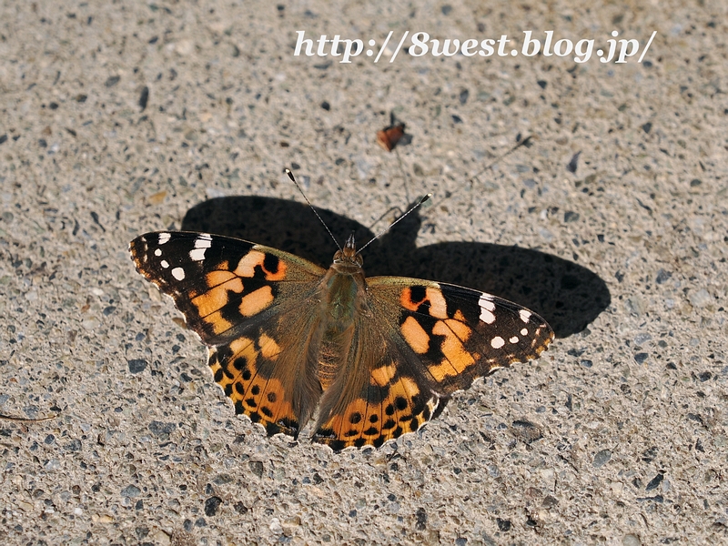 ヒメアカタテハ0