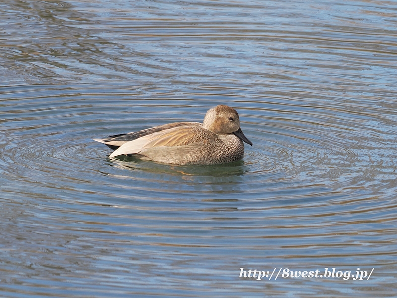 オカヨシガモ10