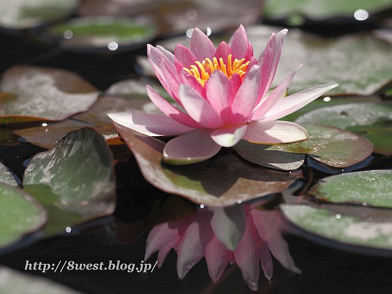 睡蓮21