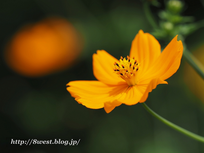 キバナコスモス