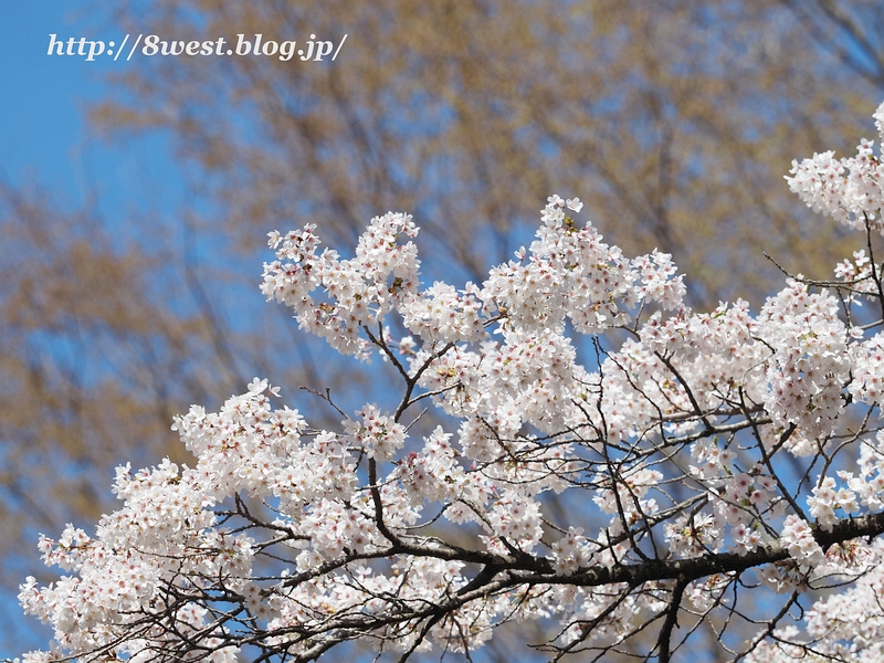 桜14