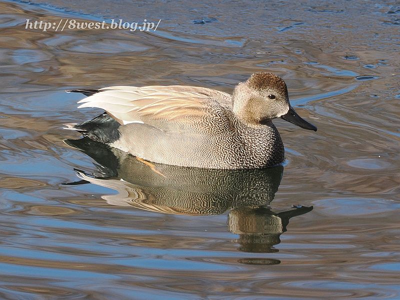 オカヨシガモ5