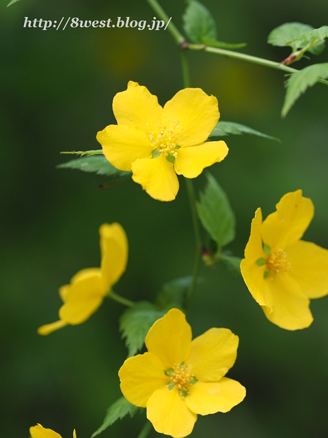 ヤマブキ1