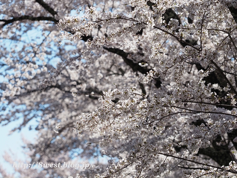 桜08