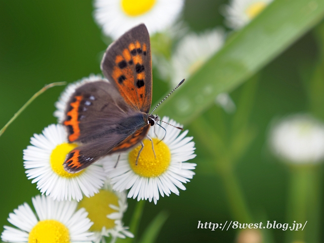 ベニシジミ2
