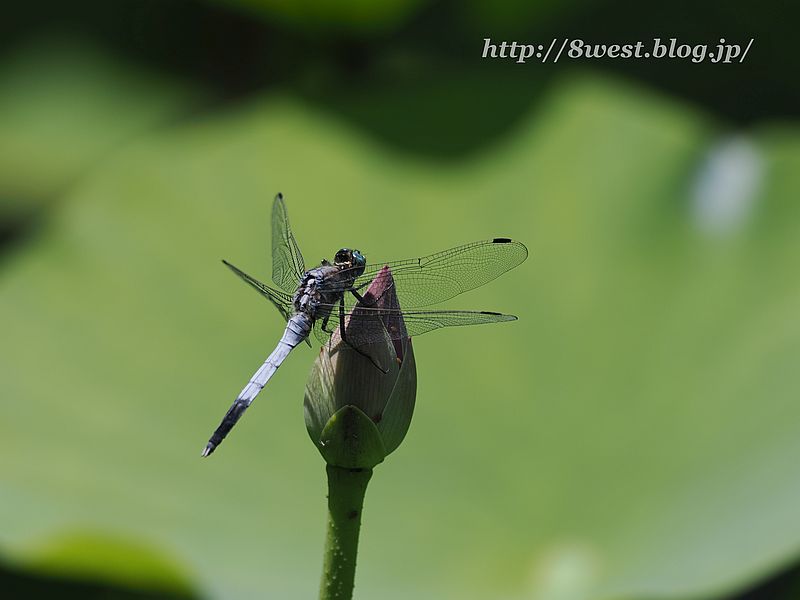シオカラトンボ2