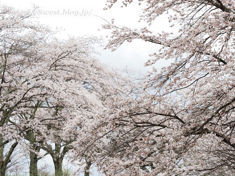 桜5