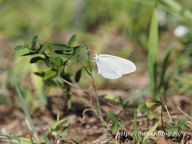 ヒメシロチョウ10