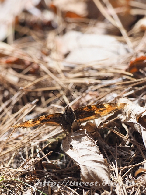 ヒオドシチョウ03