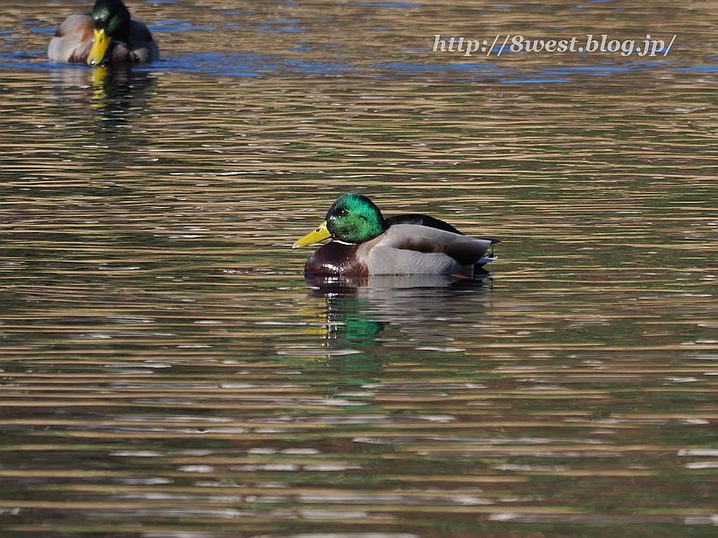 マガモ1