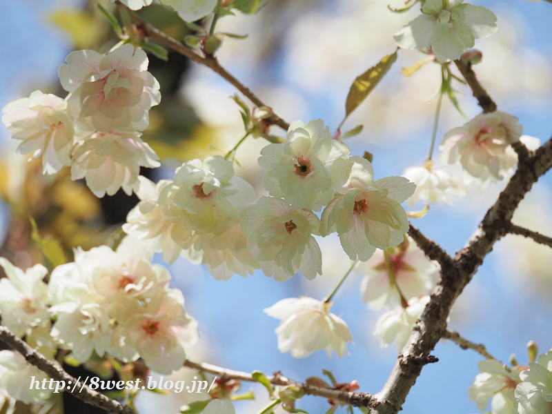 八重桜07