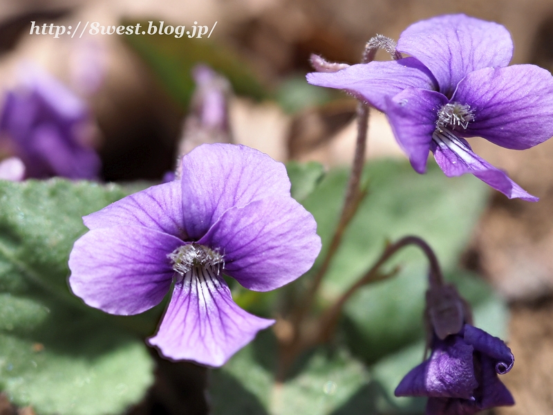 スミレ3