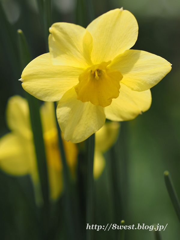 水仙3