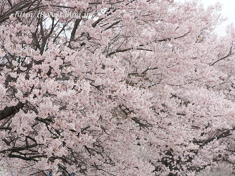 高遠小彼岸桜39