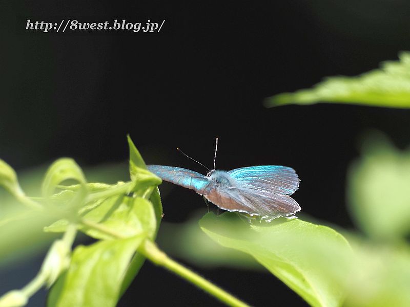 オオミドリシジミ2