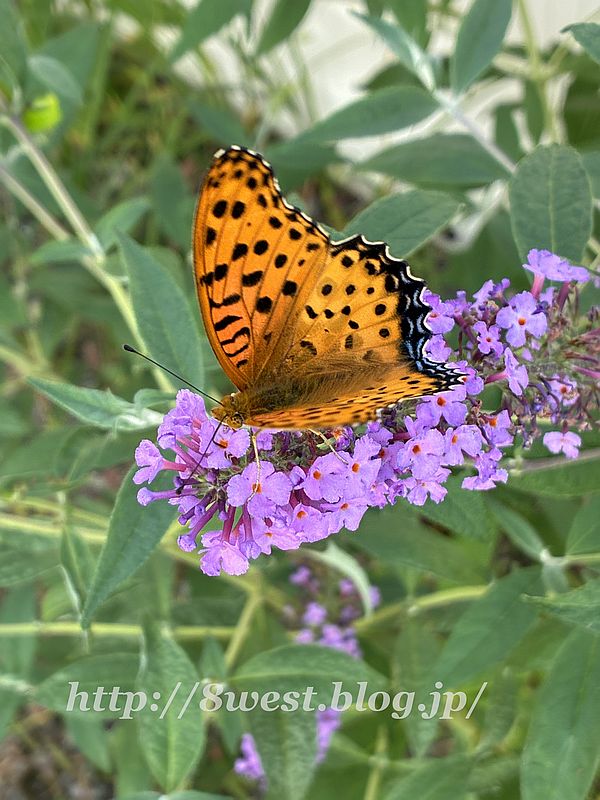 ツマグロヒョウモン1