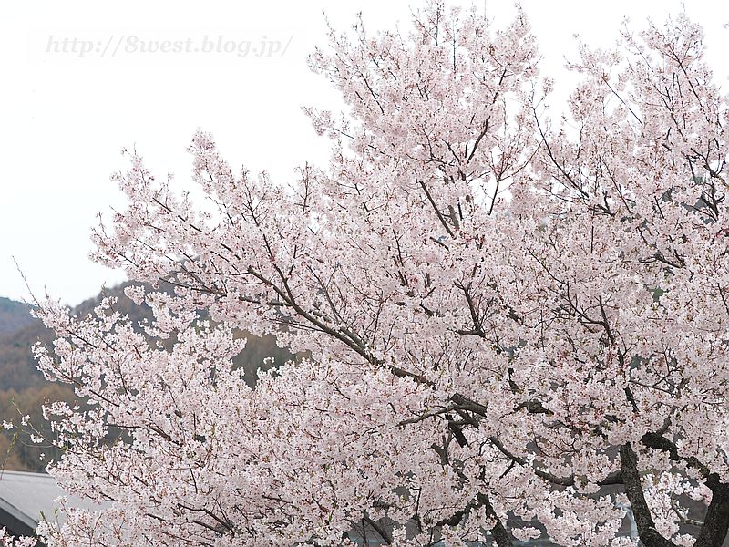 高遠小彼岸桜04