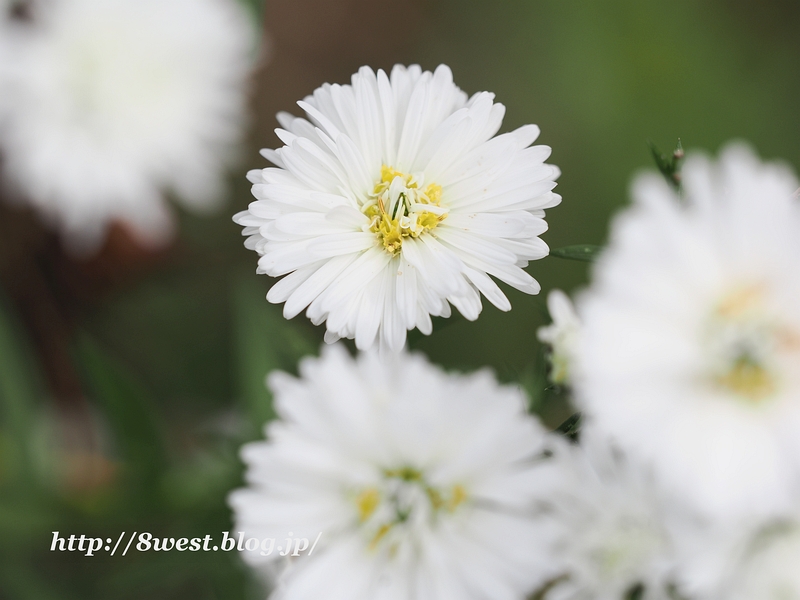 クジャクアスター2