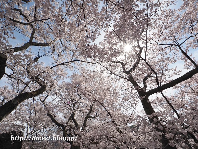 高遠小彼岸桜14