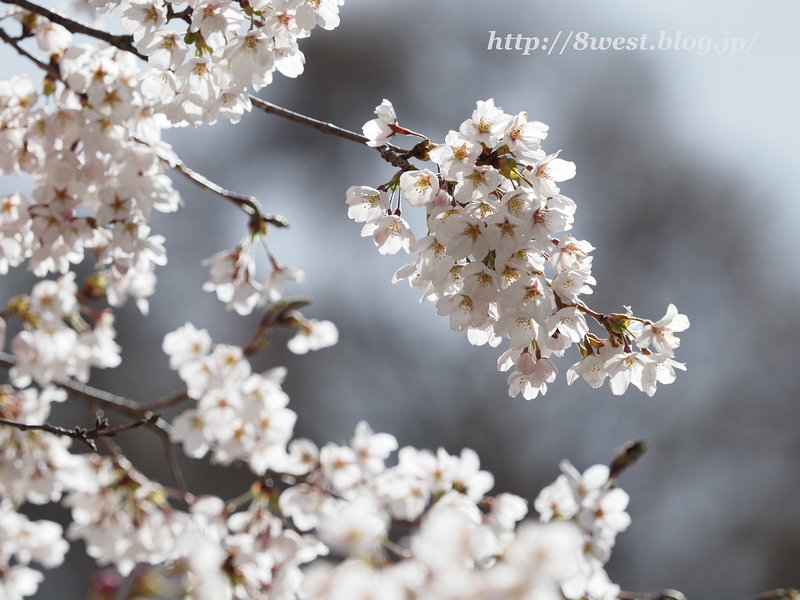 桜6