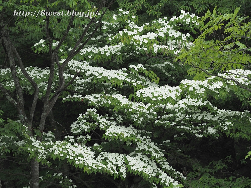 ヤマボウシ2