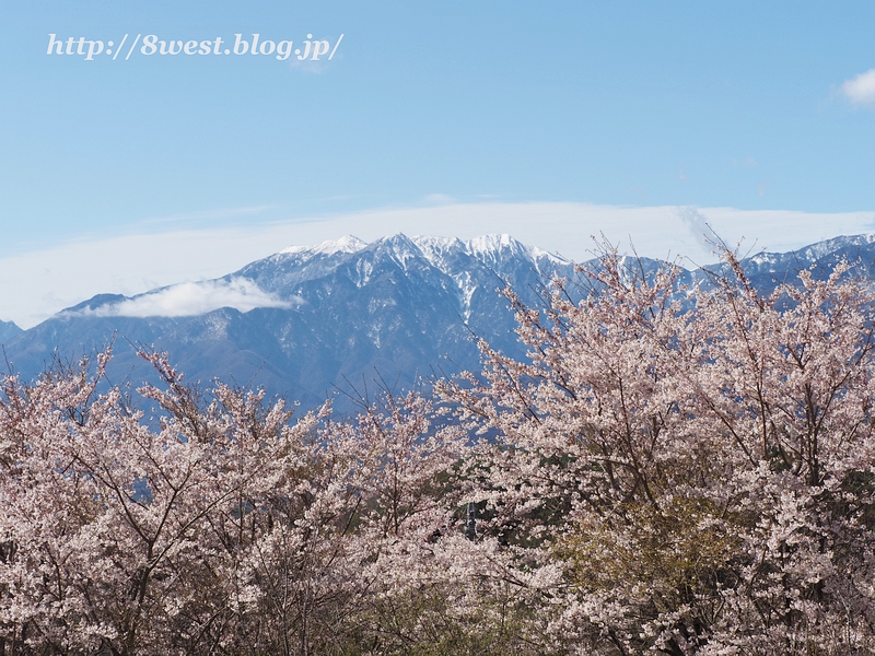 桜と鳳凰三山