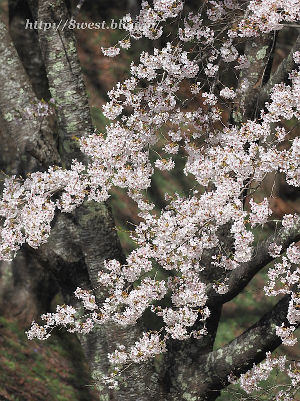桜5