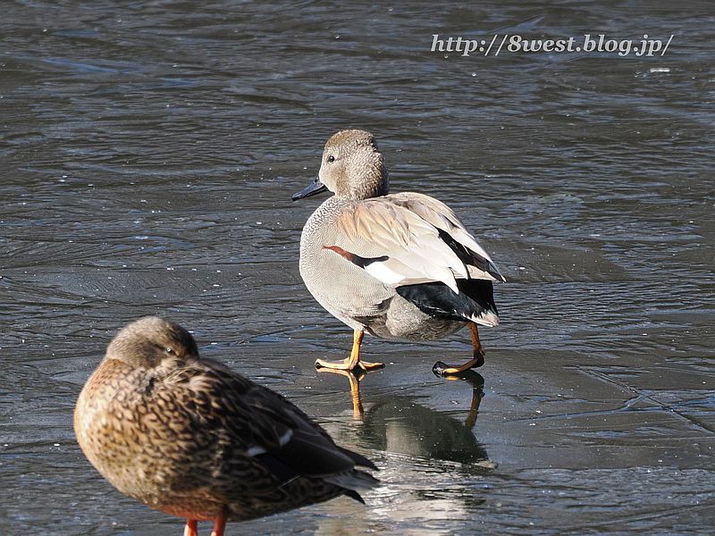 オカヨシガモ3