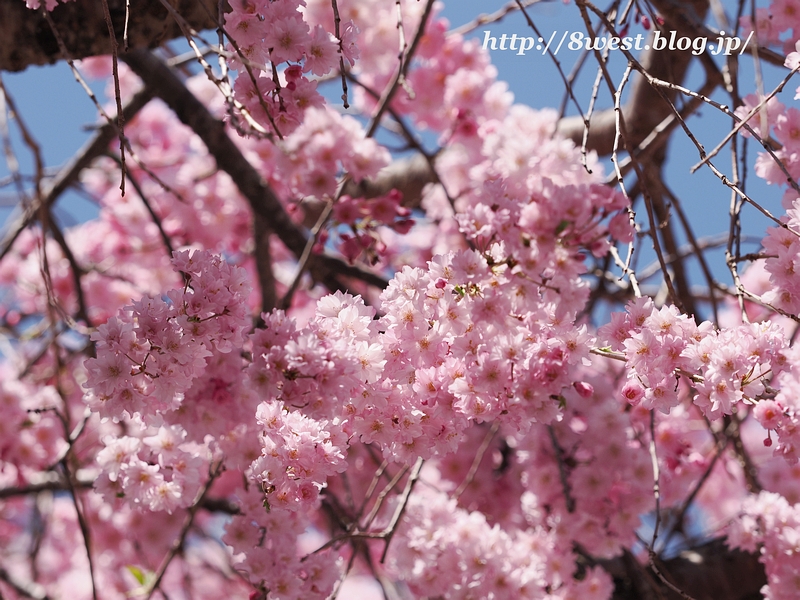 八重紅しだれ桜4