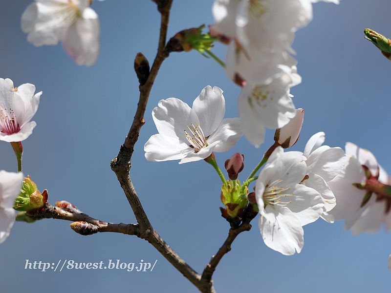 桜3