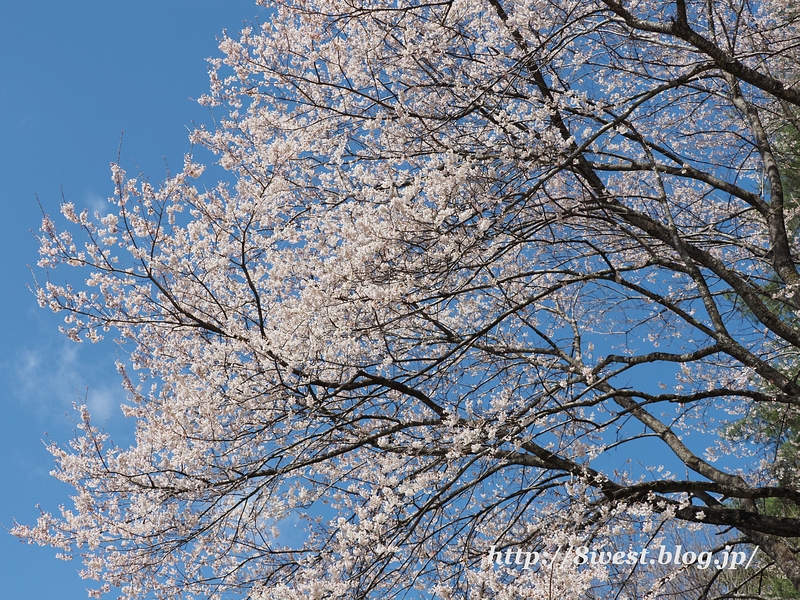 富士見の桜2
