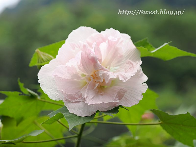 花3