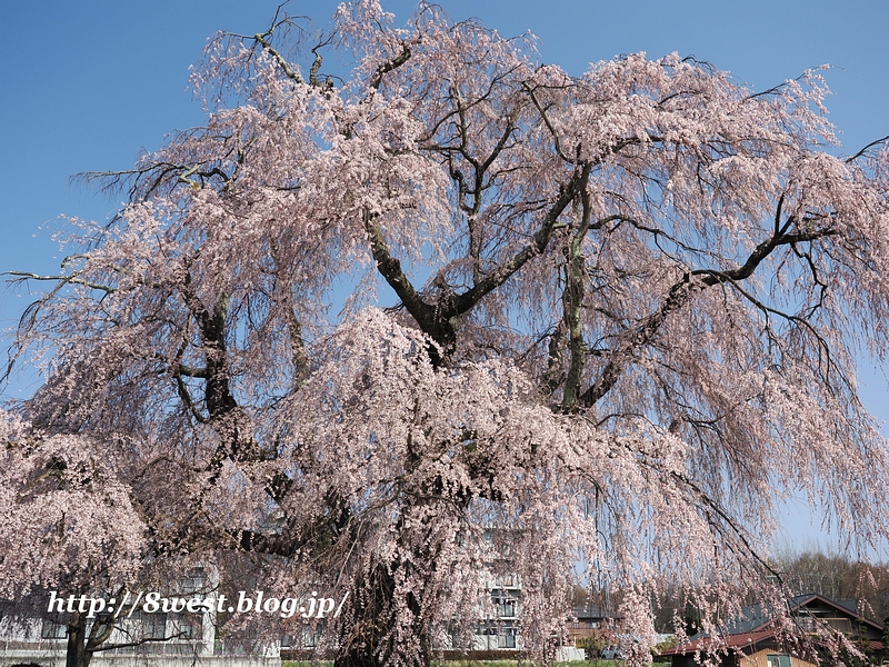 祖霊桜06