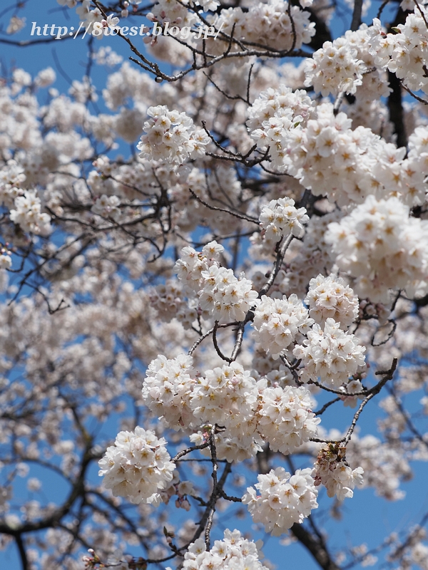 御野立桜06