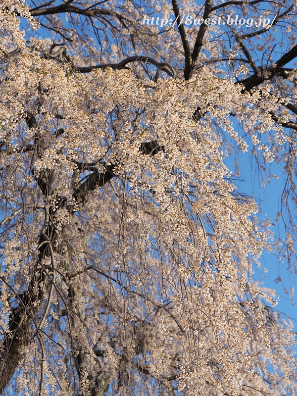 祖霊桜7