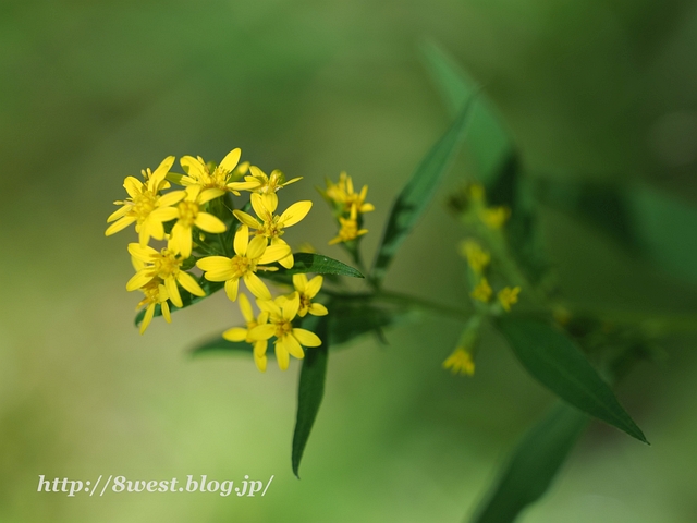 アキノキリンソウ