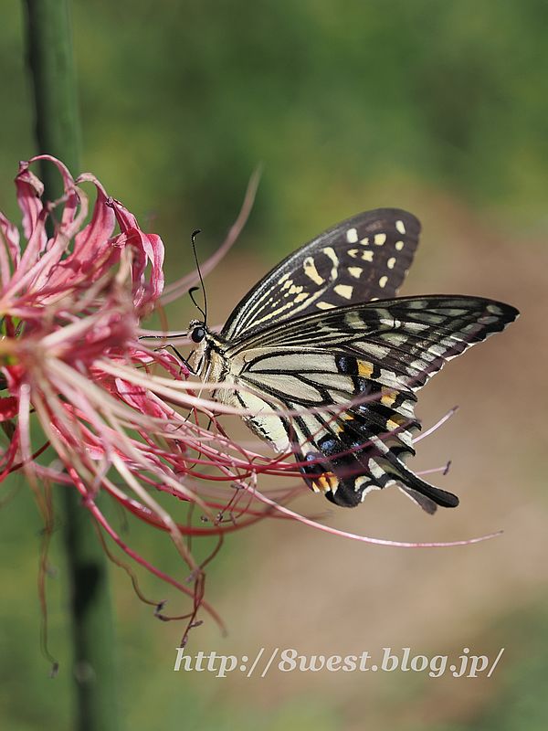 アゲハ2