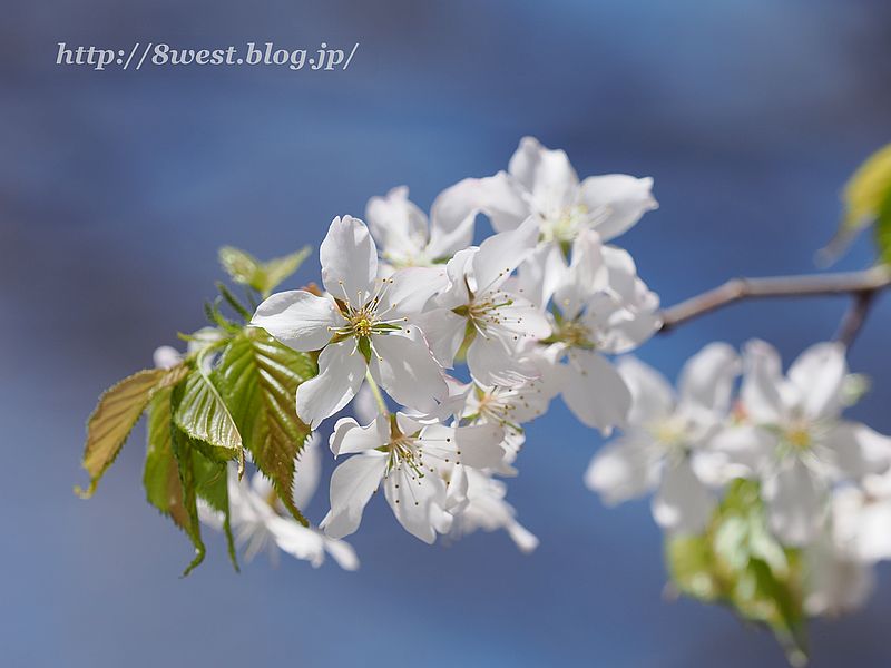 霞桜13
