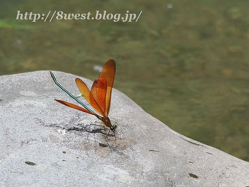 ミヤマカワトンボ9