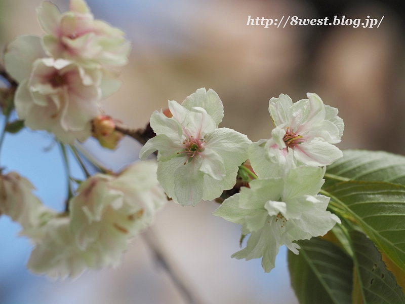 八重桜06