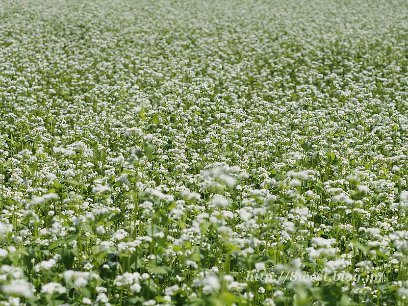 蕎麦畑1