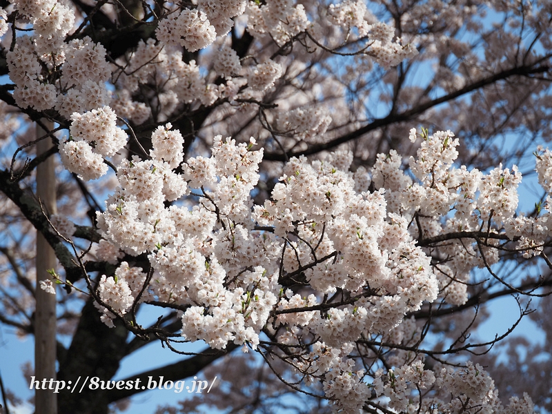 神代桜31