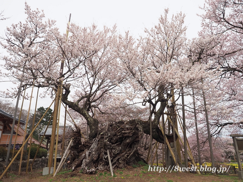 神代桜03