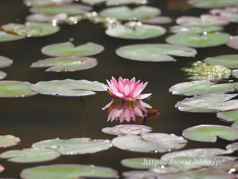睡蓮17